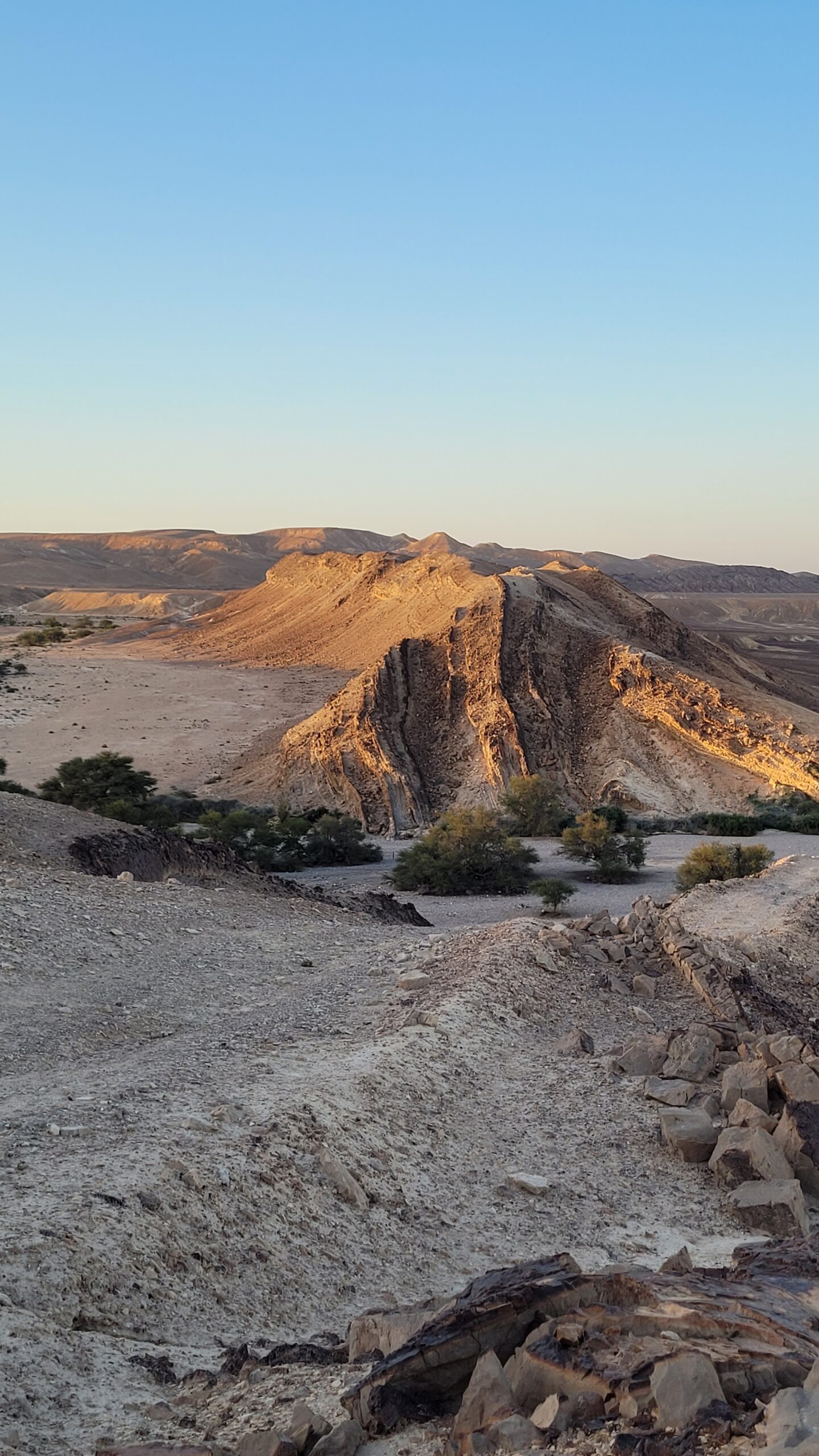 שער צניפים